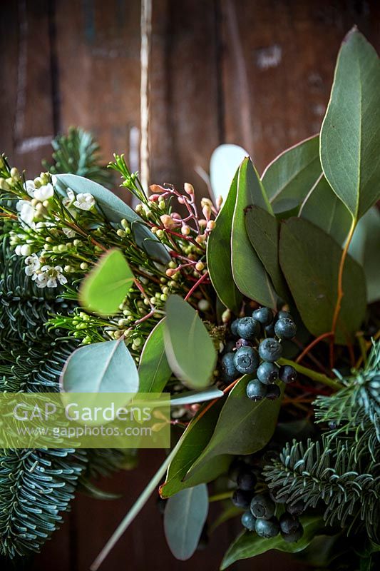 Closeup of Christmas wreath made with pine, Eucalyptus, Leptospermum and Ivy