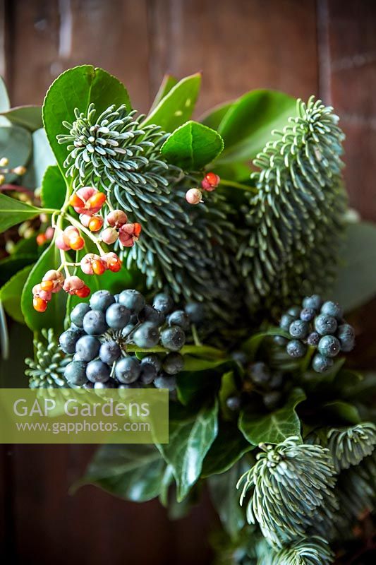 Christmas wreath of pine, Spindle - Euonymus and Ivy