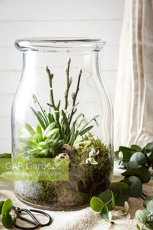 Large glass jar with succulents, eggs, Snowdrops, moss and Willow stems