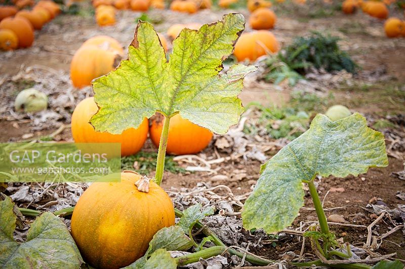 Growing Pumpkin Harvest Moon