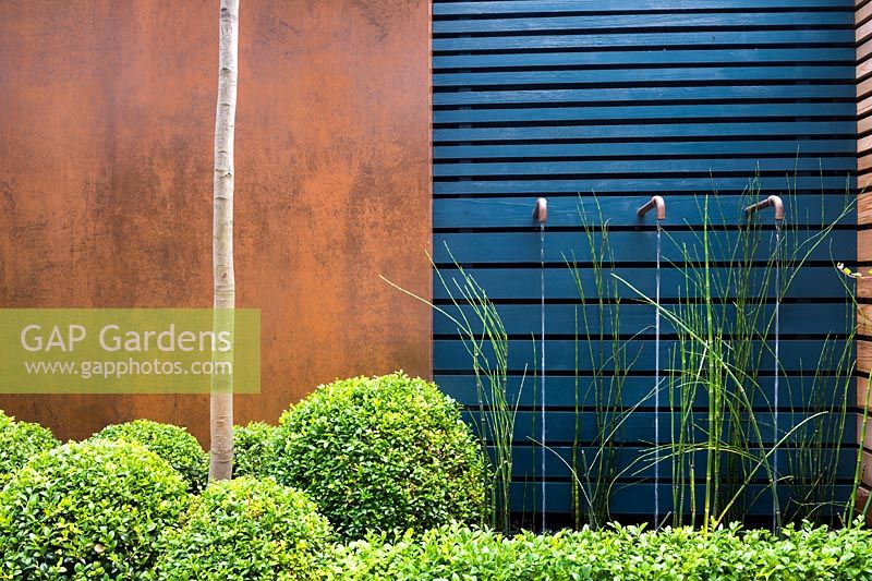 Contemporary water feature with rusted taps surrounded by Equisetum hyemale,  Buxus sempervirens balls and hedge topiary by blue wooden wall and rusted panels. 