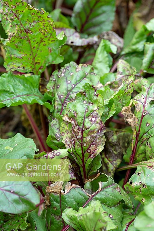 Cercospora leaf spot on swiss chard in a vegetable garden - August - Oxfordshire