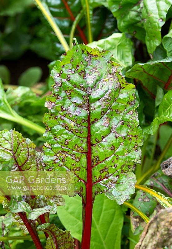 Cercospora leaf spot on swiss chard in a vegetable garden