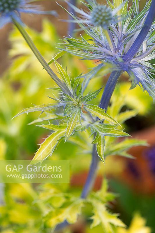Eryngium 'Neptunes Gold' - Spiny leaves of the Golden leaved sea holly
