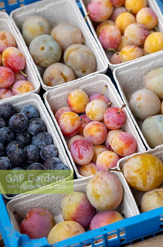 Prunus domestica - plums - different varieties of fruit in punnets