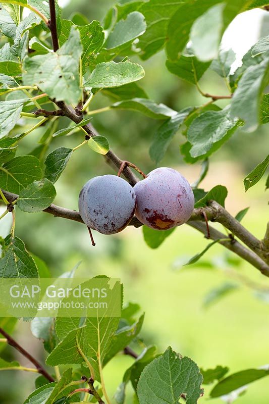 Prunus domestica 'Count Althann's gage' - plums - fruits hanging on tree