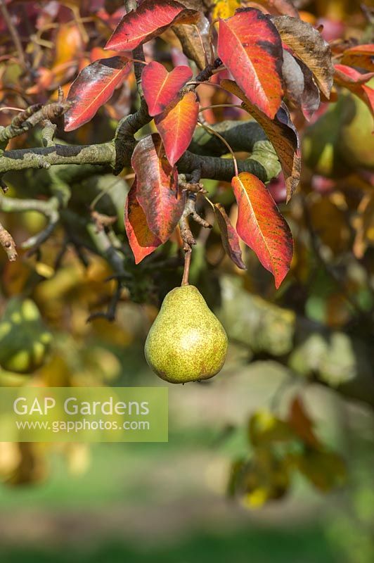 Pyrus communis 'Santa Claus' - Santa Claus pear - fruit hanging on the tree with
colourful leaves