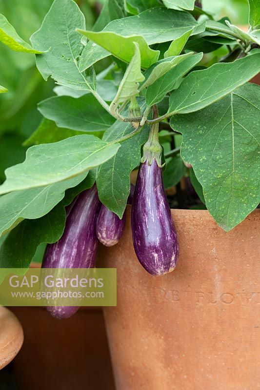 Solanum melongena 'Fairy Tale' - aubergine or eggplant - fruits forming on plant grown in clay pot
