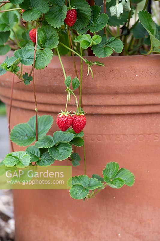 Fragaria x ananassa 'Skyline' - strawberry plants - growing and fruiting in a terracotta pot
