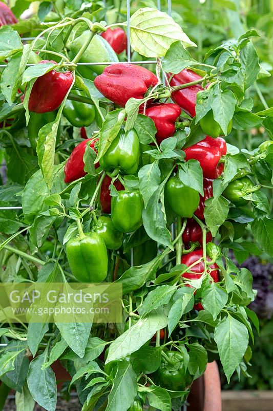Capsicum annuum var. annuum 'Popti' - sweet pepper - bearing ripe and unripe fruits
 on growing plant
