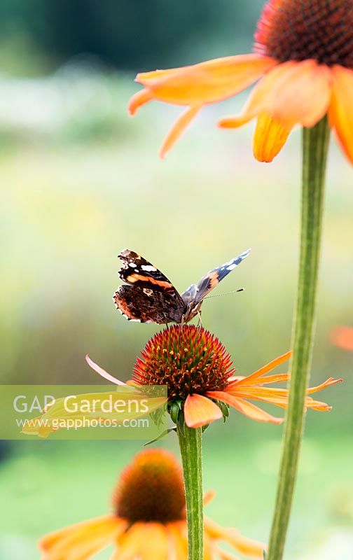 Vanessa atalanta - red admiral butterfly -  feeding on an Echinacea 'Tiki Torch'
- coneflower 