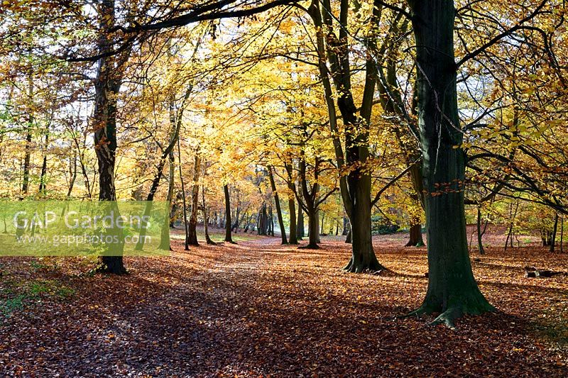 Deciduous woodland of Fagus sylvatica - beech trees - showing leaf colours and forest floor with path
 through
