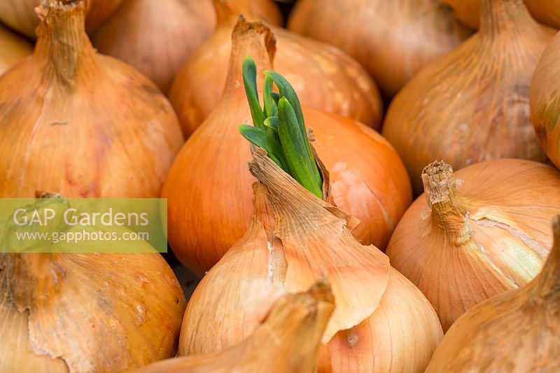 Allium cepa 'Sturon' - maincrop onions in storage with one bulb sprouting
 