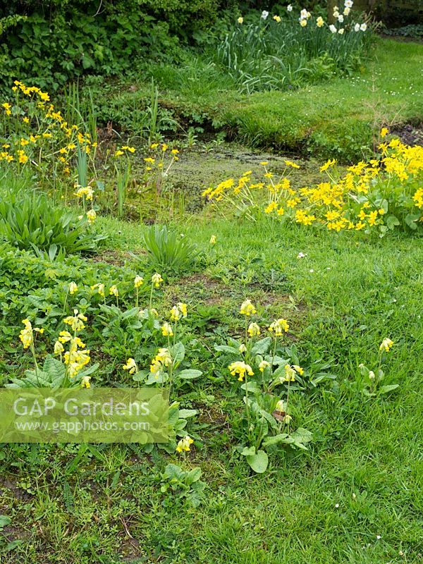 Wildflower area or wetland meadow near small pond, plants include Primula veris - cowslips, Caltha palustris - march marigolds

