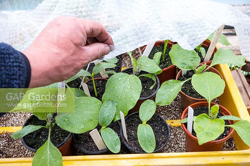 Covering a propagator with bubblewrap prior to a frost warning to protect aubergine - eggplant - seedlings