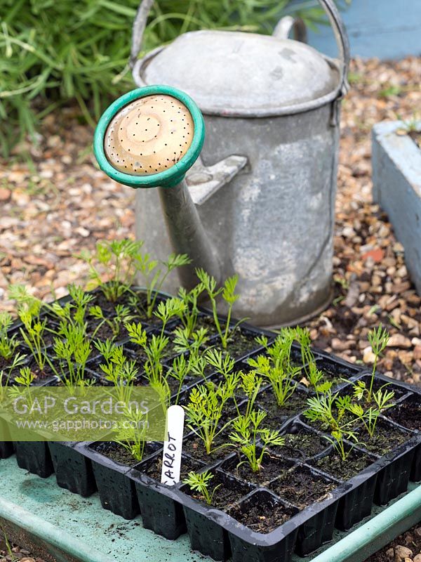 Carrot seedlings growing in modular trays or cells, shown alongside a
gavanised watering can
