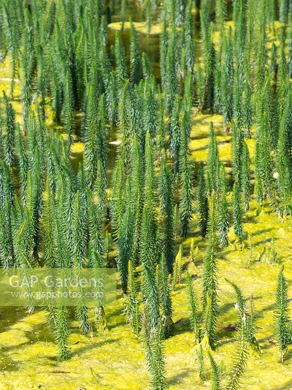Equisetum fluviatile - water or swamp horsetail