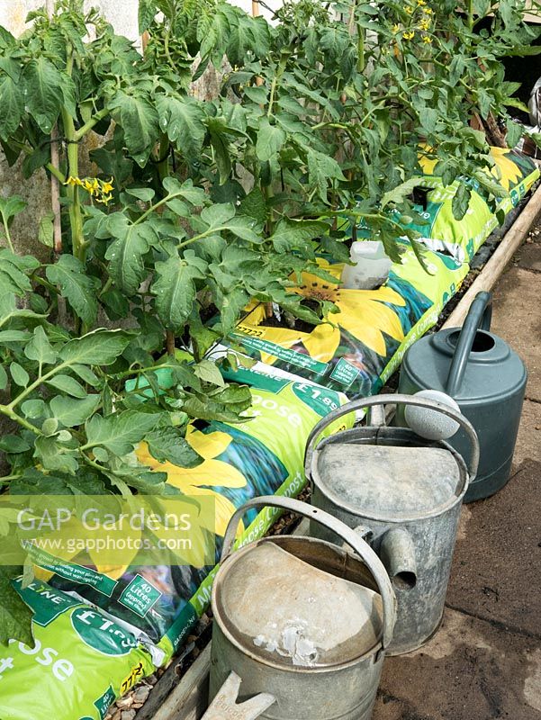 Tomatoes, Solanum lycopersicum, growing in glass house with supermarket compost as growbags