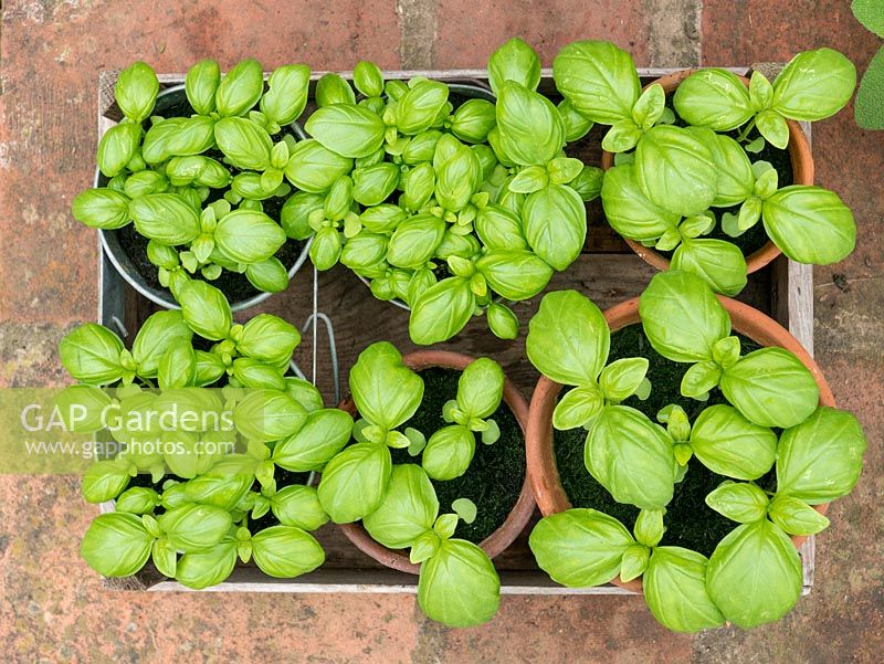 Sweet Basil, young plants ready for planting.