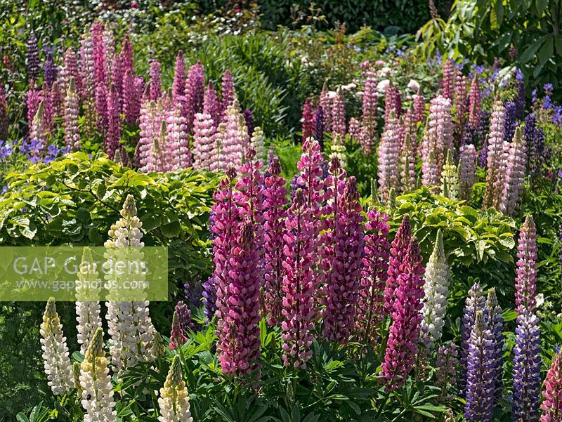 Lupinus in country garden.