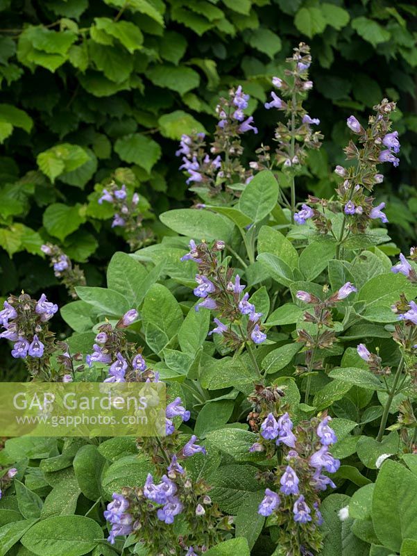 Salvia officinalis - Common Sage in flower