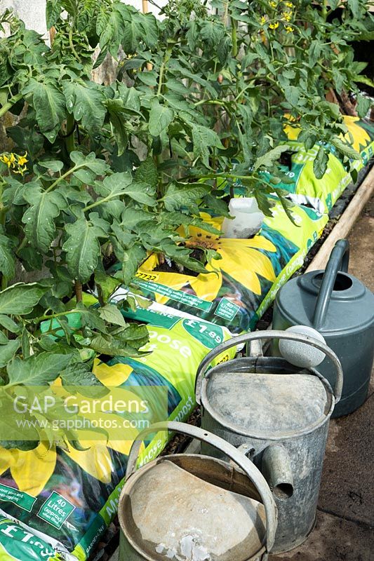 Tomatoes - Solanum lycopersicum in supermarket compost growbags.