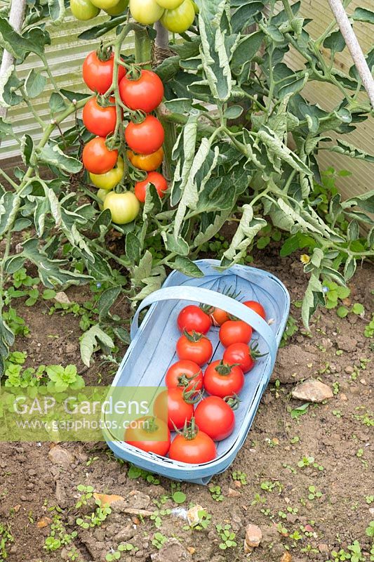 Tomatoes - Solanum lycopersicum 'Mountain Magic'.