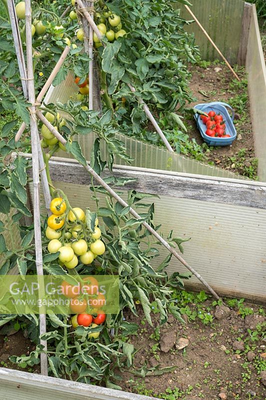 Tomatoes - Solanum lycopersicum, 'Mountain Magic'