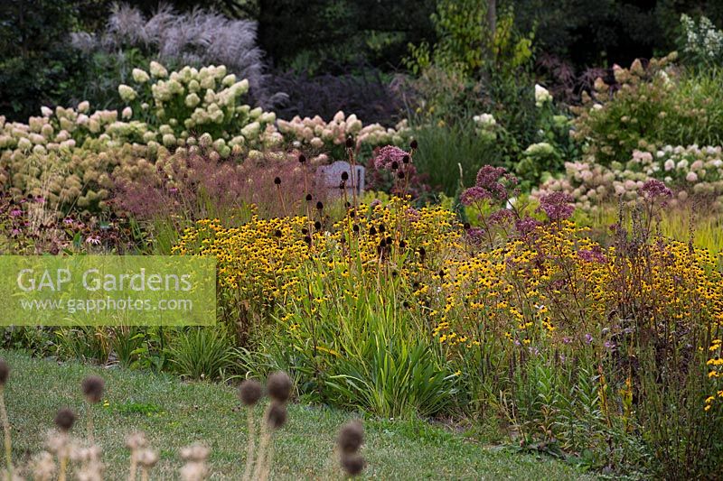 Rudbeckia triloba and other seed heads