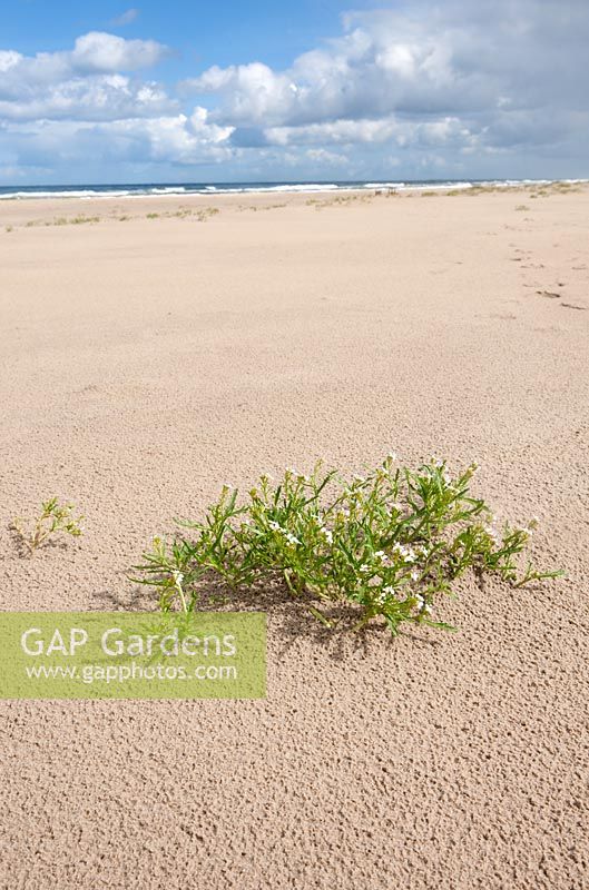 Cakile maritima - European searocket -  growing on the beach and dunes
