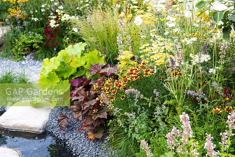 Bed of perennials beside gravel and water. Plants include Darmera peltata, 
Heuchera, Coreopsis, Nepeta and Scabiosa  