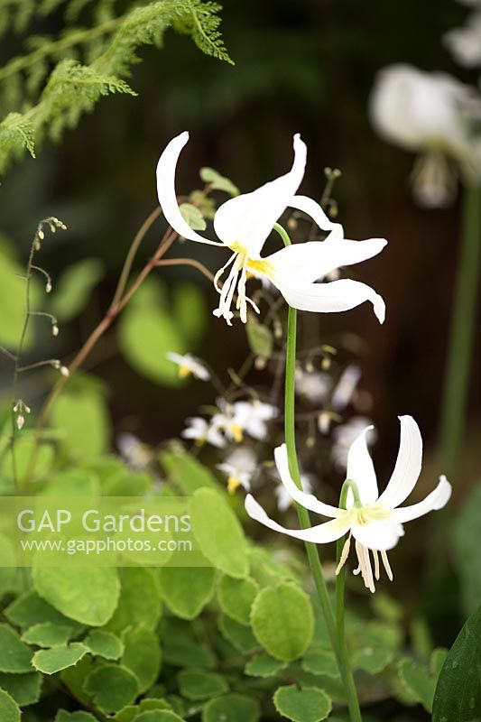 Erythronium 'Harvington Snowgoose' - Fawn lily.