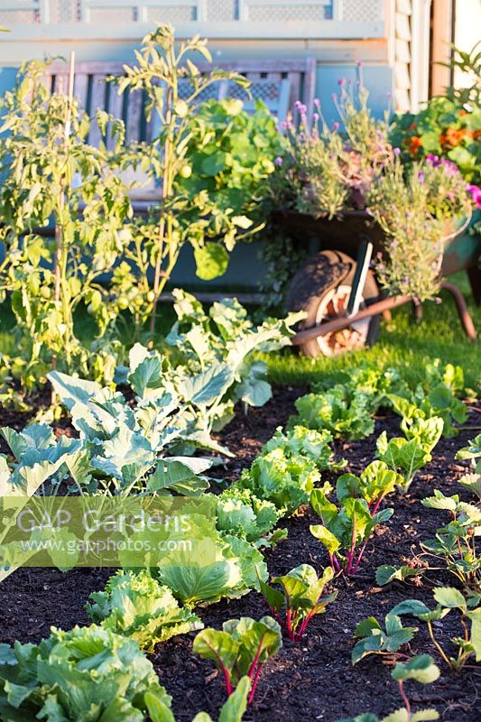 Veg bed with row of brassica, lettuce and beetroot
