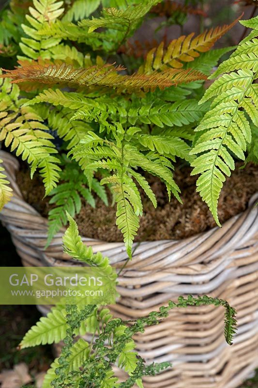 Dryopteris erythrosora - Japanese shield fern in a wicker basket 