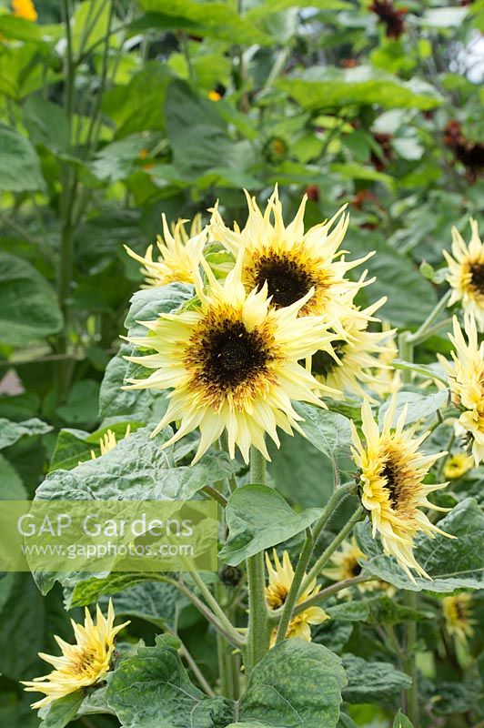 Helianthus annuus 'Lemon eclair' Sunflower