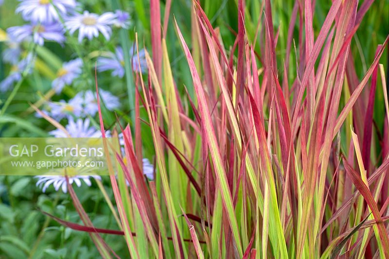 Imperata cylindrica 'Red baron'  Japanese Blood Grass 
