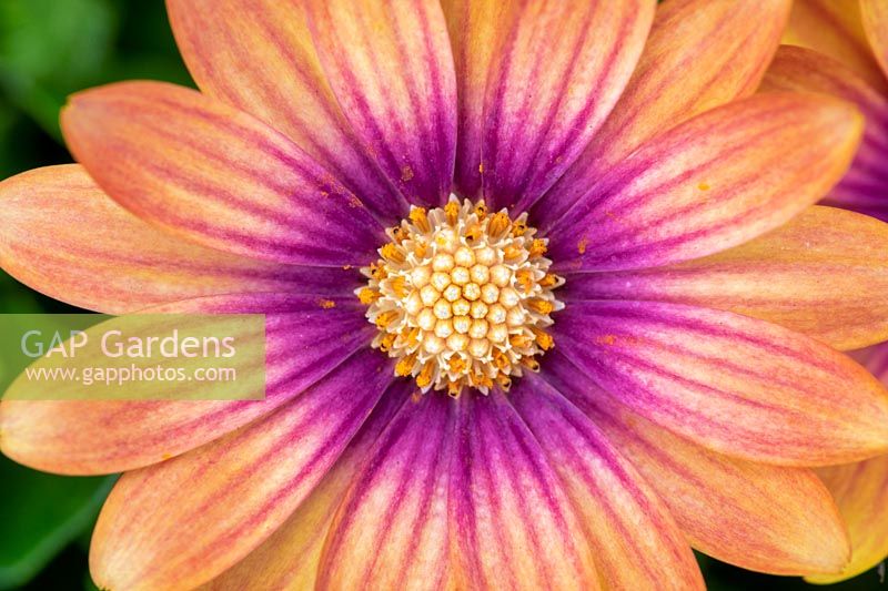 Osteospermum serenity 'Blushing beauty' African daisy 