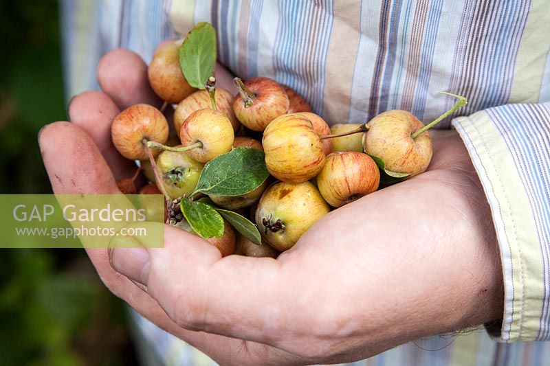 A handful of Malus - crab apples