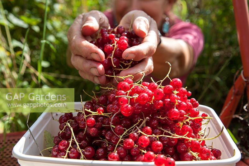 Harvesting Ribes - redcurrants 