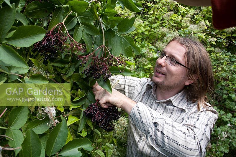 Man gathers Sambucus - elderberry - berries