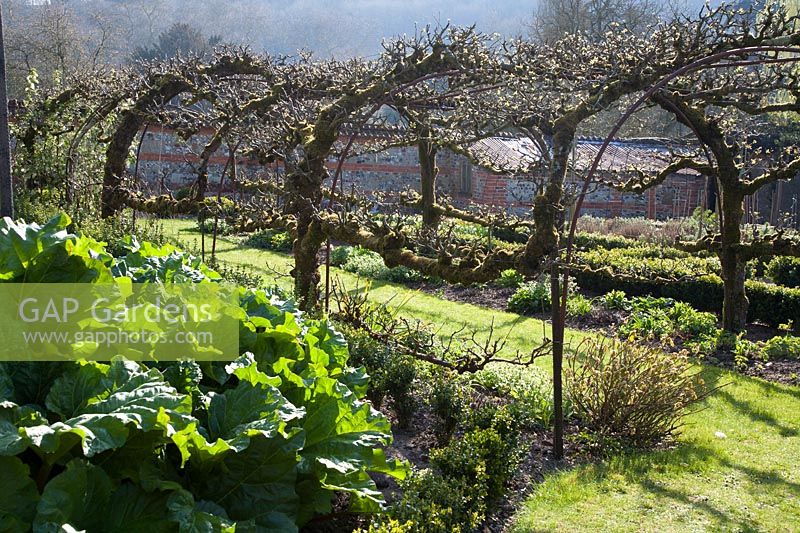 Side-on view of living pergola made of espalier apple trees, with a grass path
