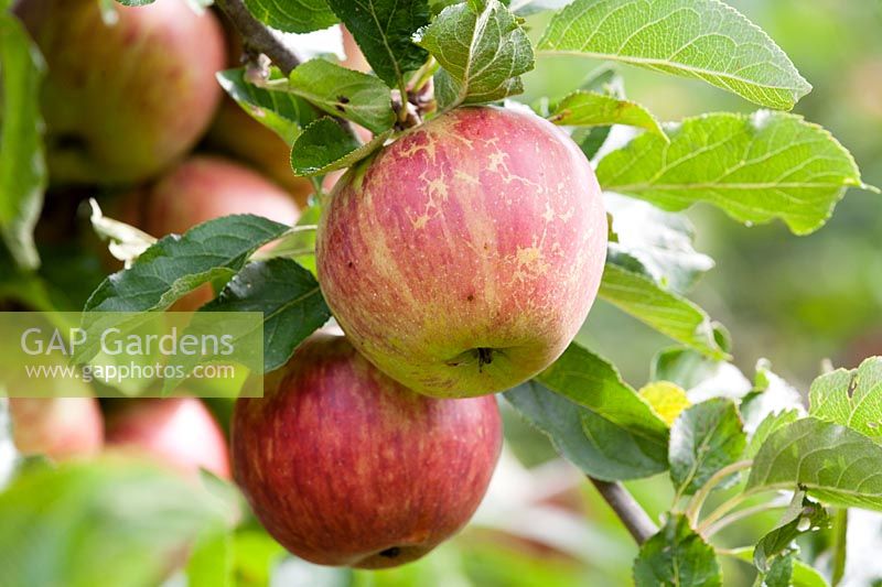 Malus domestica 'Jupiter' - apple - fruits on tree