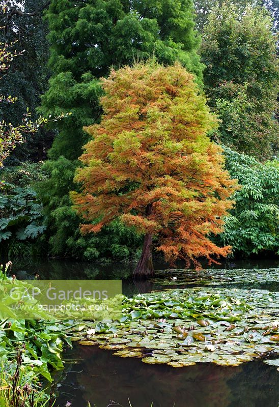 View across lake and waterlilies to Taxodium distichum - swamp cypress - changing colour

