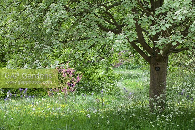 Woodland garden walk with labelled trees such as Sorbus aria 'Lutescens' and areas of long grass with wild flowers
in shade