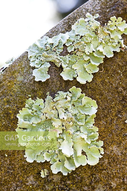 Lichen growing on stone