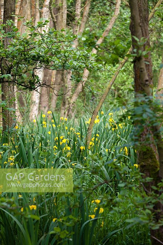 Wet land or marsh supporting Alnus - alder - trees with Iris pseudacorus - 
yellow flag iris growing amongst them