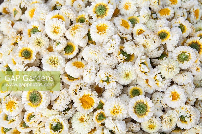 Looking down on mass of Leucanthemum flower heads for use in making garlands