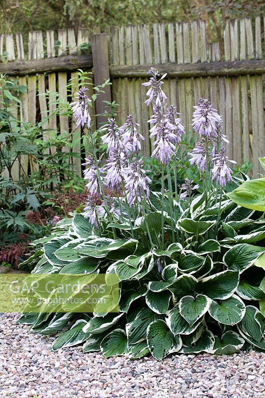 Variegated Hosta in flower in front of wooden fence
