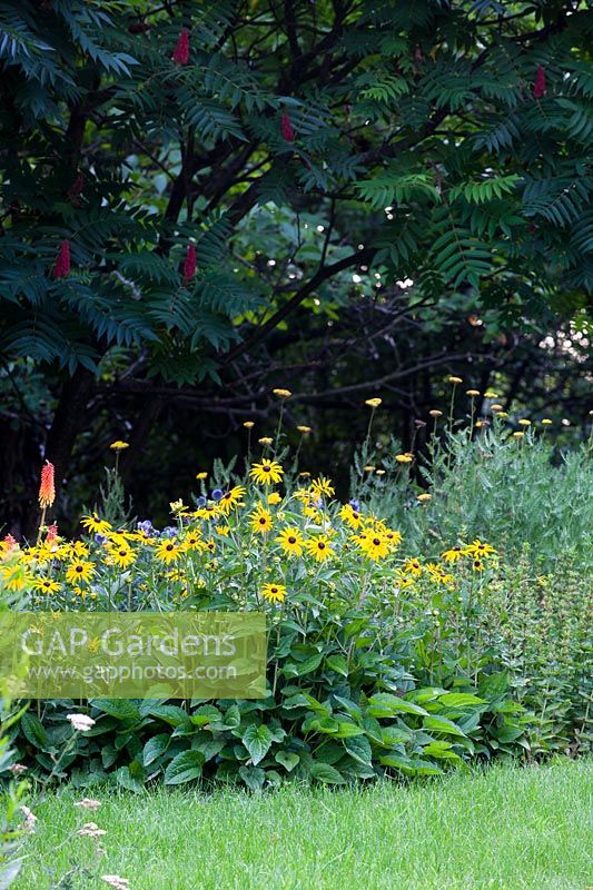 Flower bed with plants including Rudbeckia growing under a tree