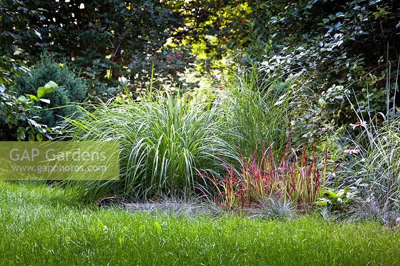 View of border with ornamental grasses